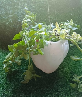 anatomical heart pot plants 3d print model - Mito3D