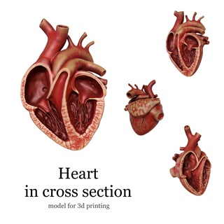 anatomico umano cuore attraversare sezione vari anatomia modello pronto Stampa 3d print model - Mito3D