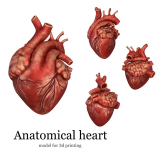 anatomik model insan kalp çeşitli anatomi 3d print model - Mito3D