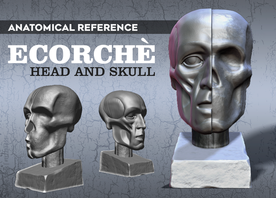 anatomique référence écorch tête crâne art anatomie humaine ecorche sculpter human anatomy 3d print model - Mito3D