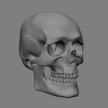 anatomik kafatası çeşitli heykel insan anatomi 3d print model - Mito3D