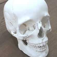 anatomico cranio 22 pezzi collegato magnete incroci gioco anatomia medicinale alunno imparare umano corpo puzzle Giochi studi alto poli accurato 3d print model - Mito3D