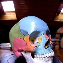 anatomical skull art scans replicas makerbotdigitizer human anatomy 3d print model - Mito3D
