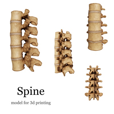 anatomico colonna vertebrale modello anatomia modelli umano pronto to stampa 3d print model - Mito3D