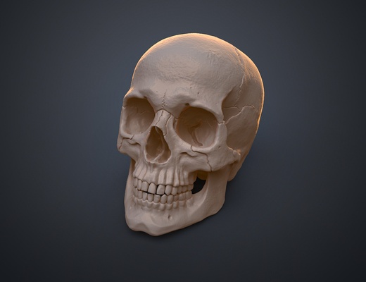 anatomicamente corrigir humano crânio homo sapiens esqueleto cabeça biologia realista varredura bruxas 3d print model - Mito3D
