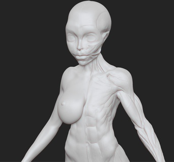 anatomi kesit kaba manga 3d print model - Mito3D