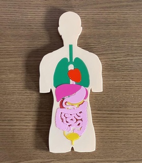 anatomia didattico puzzle ragazzi biologia educativo giocattolo umano 3d print model - Mito3D