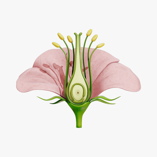 anatomie fleur plante sigma feuille nature pistil pétale ovaire stigmate étamine pédicelle pollinisation ovule florale biologie sépale structure plantes fonction 3d print model - Mito3D