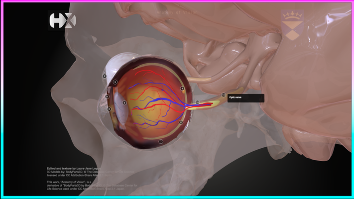 anatomy of vision heart 3d print model - Mito3D