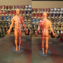 anatomy reference art skinned 3d print model - Mito3D