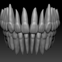 anatomy upper teeth 1 art dental tooth maxilla mandible maxillary mandibular anatomical crown root 3d print model - Mito3D