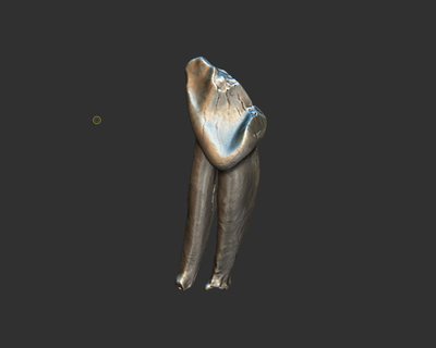 antico mammifero dente fossile modello 3d print model - Mito3D