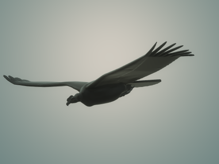 andean condor buite vultur gryphus giant bird scavenger andes wing wings fly plan ridge pen fauna 3d print model - Mito3D