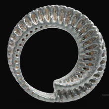 anemone jewelry animal digital design computational grasshopper nature ring bracelet anycubic3d 3d print model - Mito3D