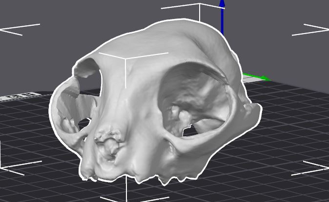 animal crâne os OS 3D print model - Mito3D