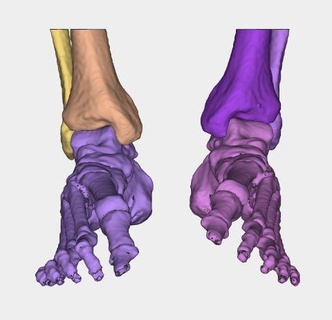 caviglia comune anatomia medico 3d stampa umano arti osso 3d print model - Mito3D