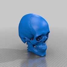 anonyme ct crâne 3 analyse éducatif Humain biologie 3d print model - Mito3D