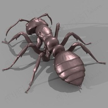 ant divers les insectes animal l'éducation de l'environnement didactique d'enseignement l'anatomie formicidae la science 3d print model - Mito3D
