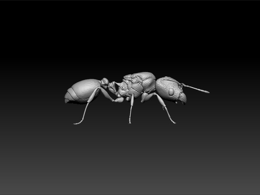 hormiga ant 3d modelo realista arte on escritorio prueba asombroso animal royal belleza hermoso brillante realeza 3d print model - Mito3D
