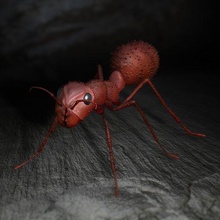 fourmi animal qu3d insecte 3d print model - Mito3D