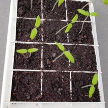 bac culture boîte bol plantation graines anzuchttopf semis plantes ensemble pflanzen anzucht 3d print model - Mito3D
