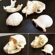 maymun kafatası çeşitli 3d print model - Mito3D