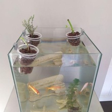 aquaponics pot plant fish support decoration 3d print model - Mito3D