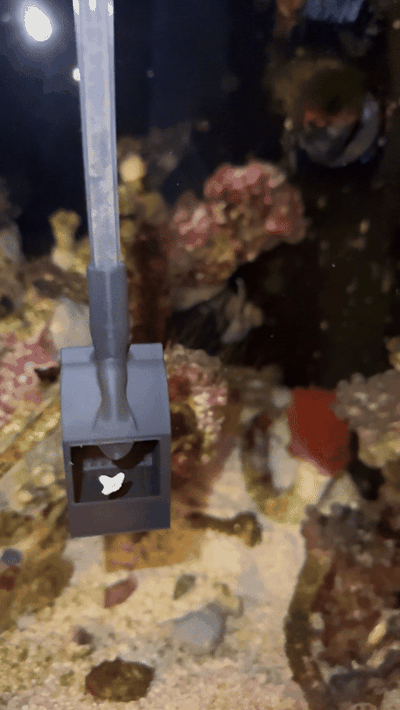 aquarístico pé ganso estrela mar combate asterina pipeta anexo aquário água sal 3d print model - Mito3D