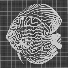aquarium poisson symphysodon 3d print model - Mito3D
