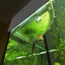 aquarium floating barrier duckweed various lentils water lens 3d print model - Mito3D