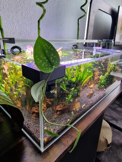 aquarium hängend pflanze topf blume pflanzer wasser pflanzen aquaristik 3d print model - Mito3D