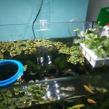 acuario plantador caja acuaponia 3d print model - Mito3D