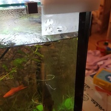 aquário verter peixe tanque água 3d print model - Mito3D