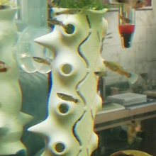 akvaryum barınak tüp biçimi karides ev karidesler feribot aquariophilia balık 3d print model - Mito3D