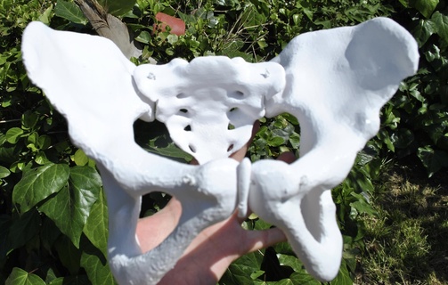 articulated female pelvis 3d print model - Mito3D