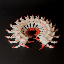 articulated giant centipede 3d print model - Mito3D
