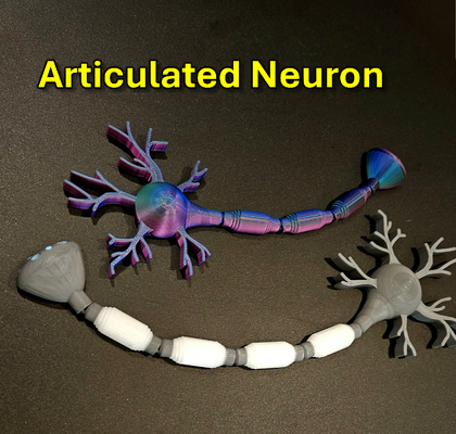 articulated neuron neuroscience brain synapse axon dendrite receptor vesicle neurotransmitter neuro flexi science biology educational education 3d print model - Mito3D