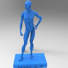 artistique anatomie sculpture muscles art of moulage référence 3d print model - Mito3D