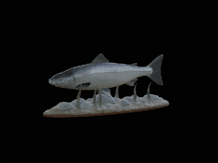 atlantic salmon salmo salar losos obecn fish underwater statue detailed texture 3d printing shark perch zander dorado carp catfish pike bass trout tuna fishing lure bait sturgeon animal 3d print model - Mito3D