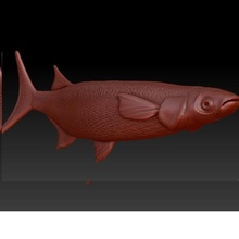 atlantic silverside - greater silver smelt art fish fishing boat animal new york argentine 3d print model - Mito3D