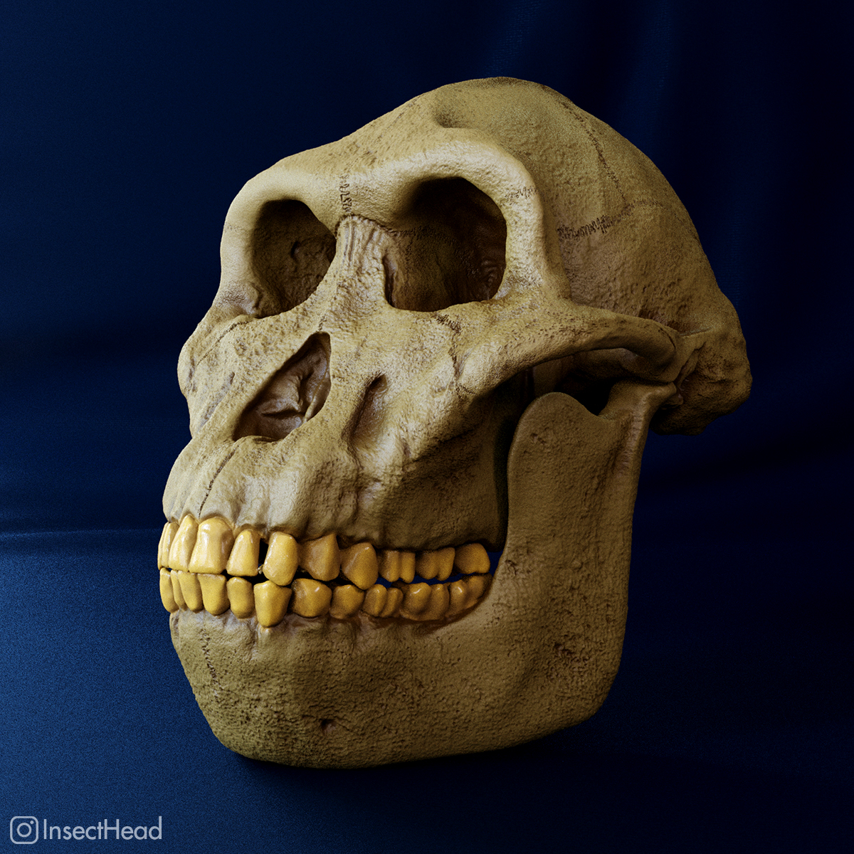 australopithecus anamensis crânio reconstrução arte paleoarte paleontologia hominídeo ancestral fóssil museu réplica 3D print model - Mito3D