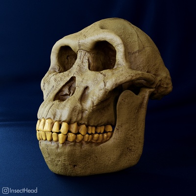 australopithecus anamensis kafatası yeniden yapılanma sanat paleoart paleontoloji hominid atalara ait fosil müze kopya 3d print model - Mito3D