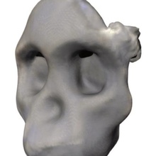 australopithicus africanus taung child skull fragment various anatomy biology evolution fossil 3d print model - Mito3D