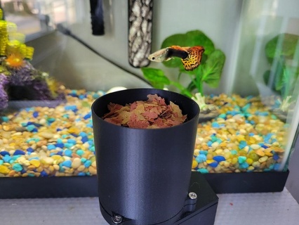 automatic fish feeder flake food Home aquarium automation esp32-cam tank home internet of things iot microservo smart device pets animals 3d print model - Mito3D