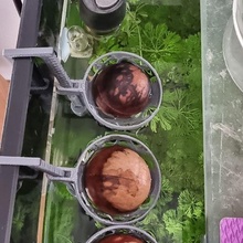 Avocat planteur bébé yodaavocat 3d print model - Mito3D
