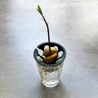 avocado seme coltivatore durax bicchiere crescere giardino giardinaggio pianta impianti in crescita piantina 3d print model - Mito3D