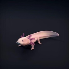 axolotl art animal salamander reptile cute sculpture figure statue wildlife toy lizard pet 3d print model - Mito3D