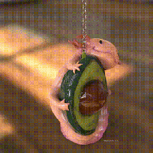 axolotl avocado key chain salamander ring cute backpack nice tender porte-clés avocat 3d print model - Mito3D