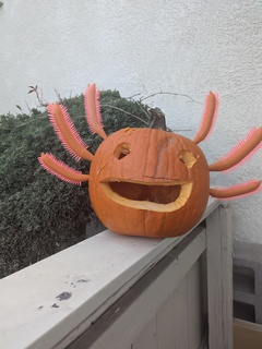 axolotl pumpkin gills halloween 3d print model - Mito3D