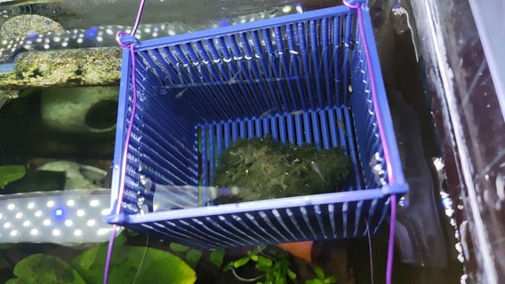 baby fish cage Home tank aquarium shrimp 3d print model - Mito3D